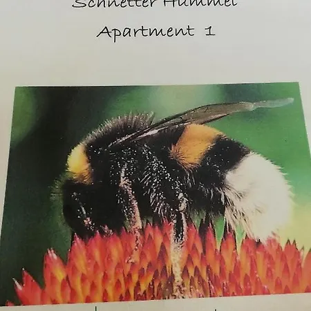 Schnetter Hummel, 1