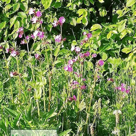 Apartament Schnetter Hummel, 1 *