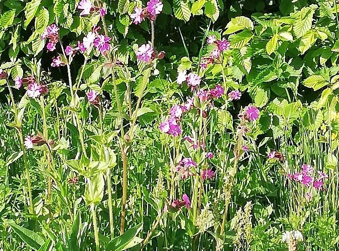 Apartment Schnetter Hummel, 1 *