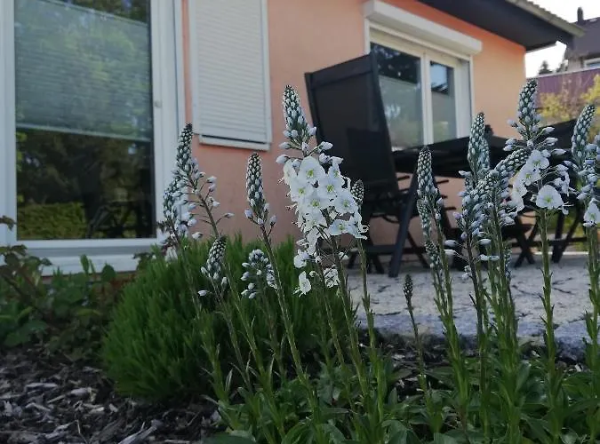 Schnetter Hummel, 1 * Masserberg